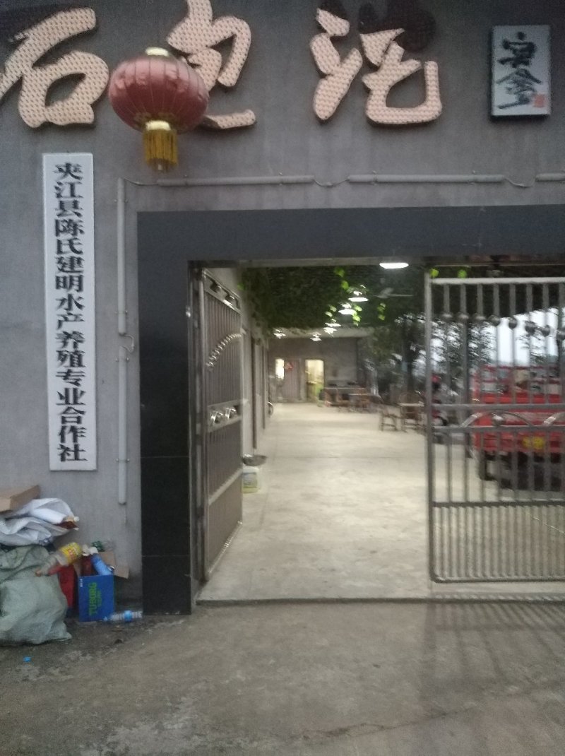 脆鲩鱼:优质活水沙石底养殖5年以上！