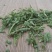 中药材伸筋草野生伸筋草正品舒筋草药无硫