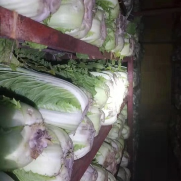 山东大白菜，北京三号，北京新三号白菜大量供应，货源充足