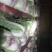 山东大白菜，北京三号，北京新三号白菜大量供应，货源充足