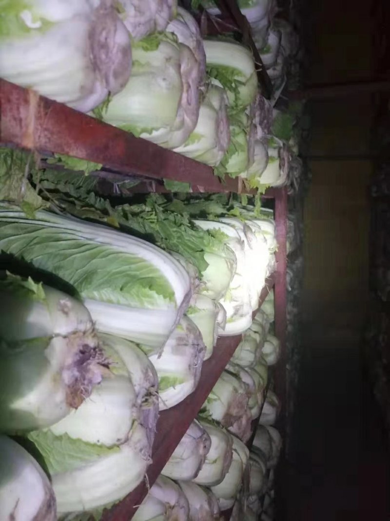 山东大白菜，北京三号，北京新三号白菜大量供应，货源充足