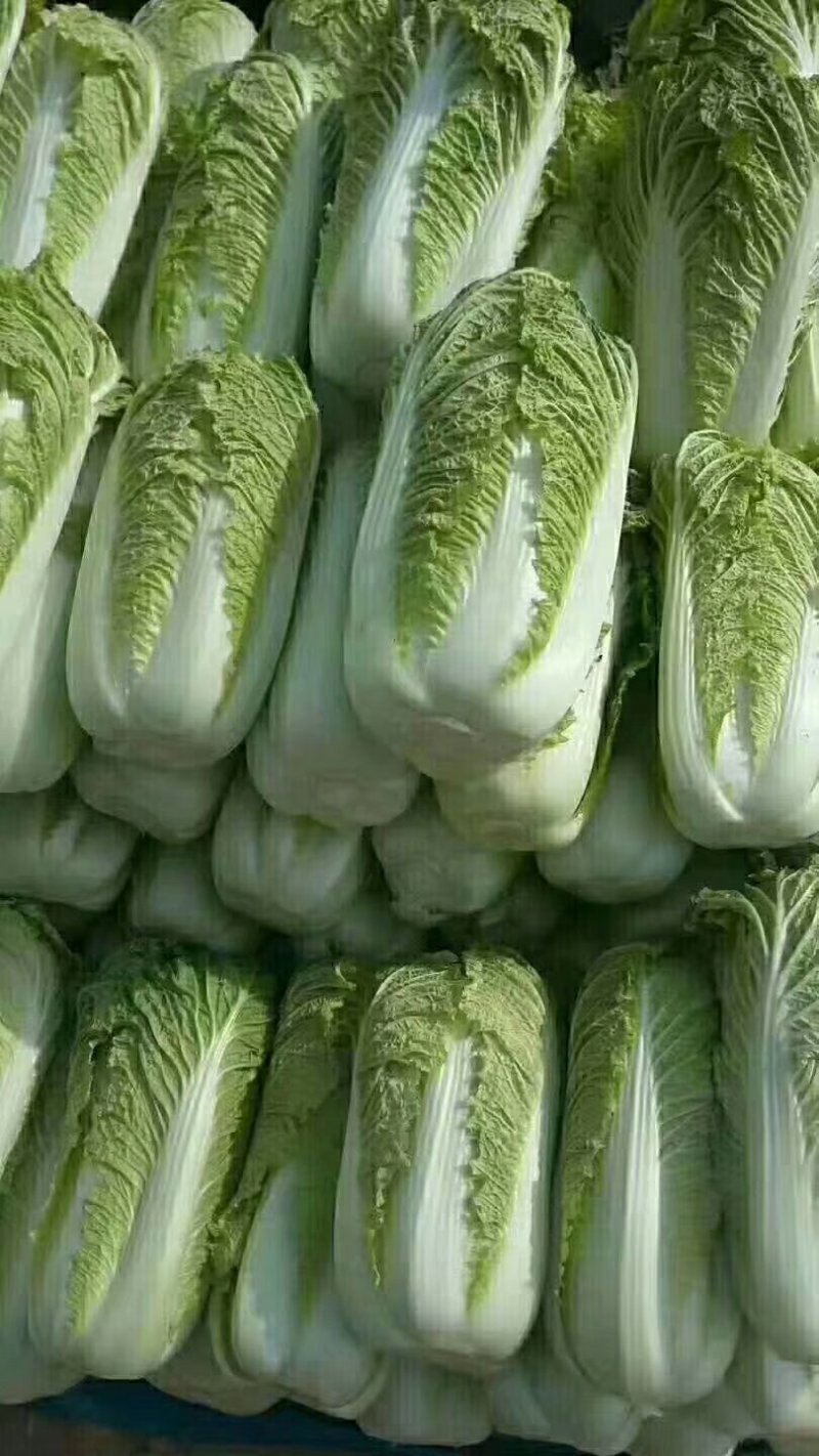 山东大白菜，北京三号，北京新三号白菜大量供应，货源充足