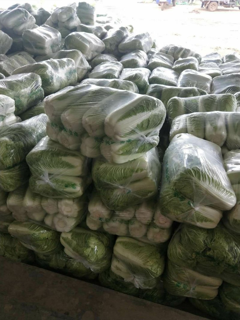 山东大白菜，北京三号，北京新三号白菜大量供应，货源充足