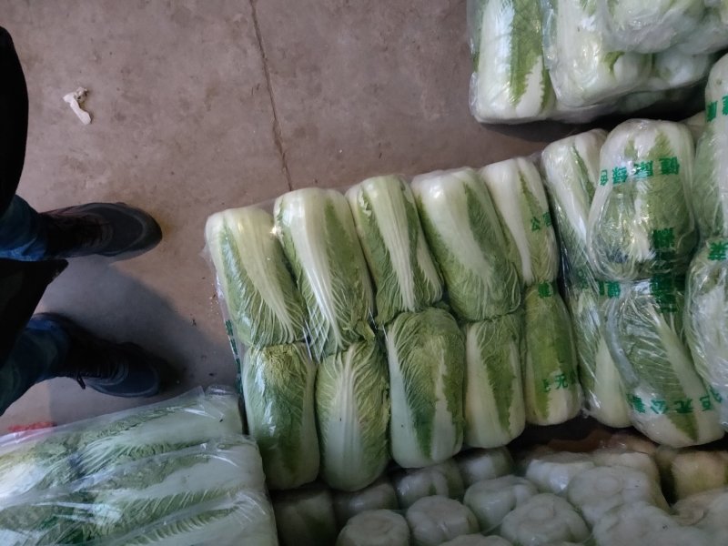 山东大白菜，北京三号，北京新三号白菜大量供应，货源充足
