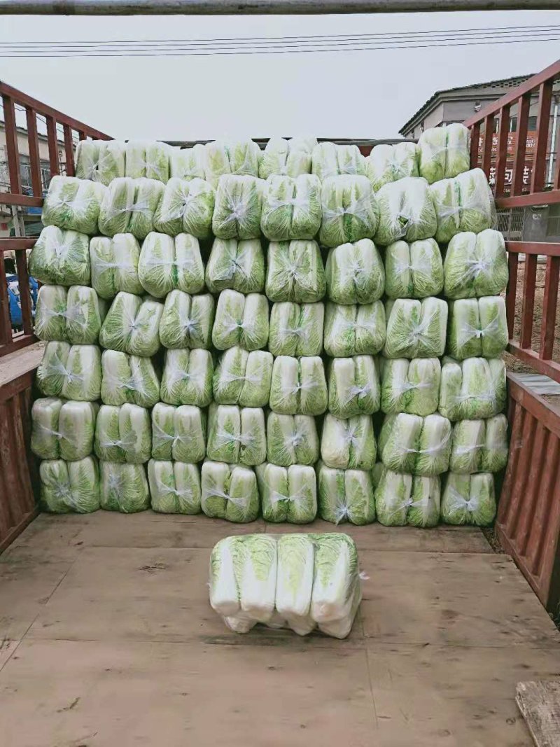山东大白菜，北京三号，北京新三号白菜大量供应，货源充足