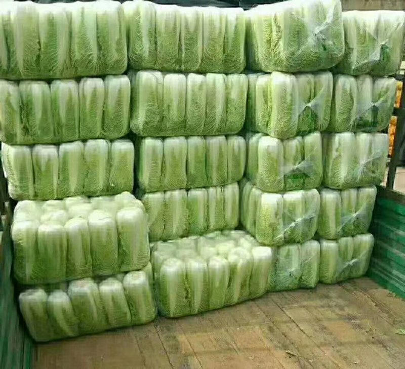 山东大白菜，北京三号，北京新三号白菜大量供应，货源充足