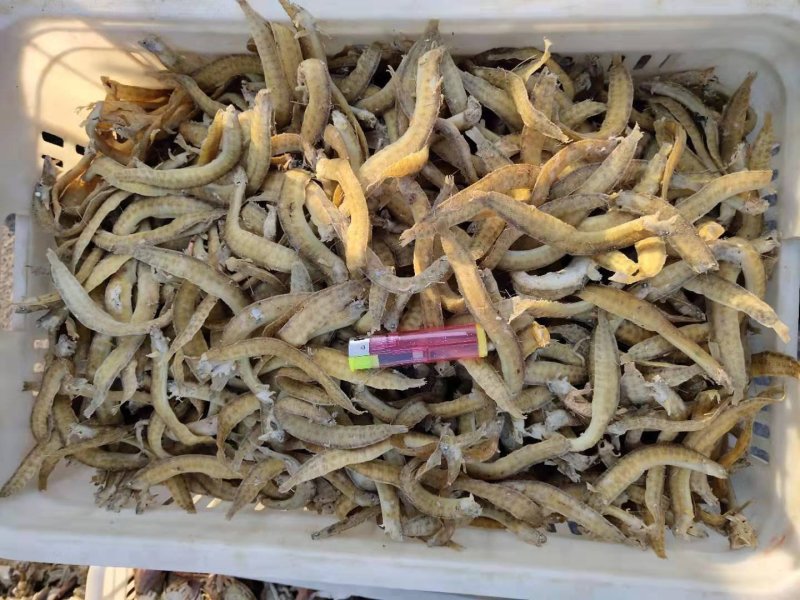 凤尾鱼，又名泥鳅鱼，深海鱼，没有碎刺，味道鲜美