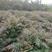 香椿苗，红油香椿苗，红油香椿2号，50公分到1米高
