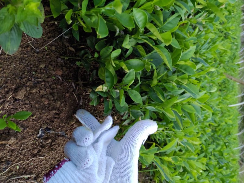 酸柚苗优良种苗一条龙服务种植嫁接管理一条龙服务