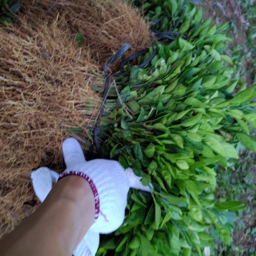 酸柚苗优良种苗一条龙服务种植嫁接管理一条龙服务