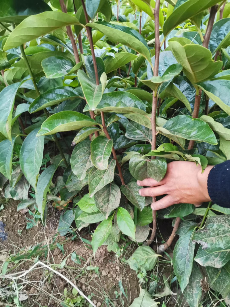 甜脆柿子苗，茨郎，摘下来就能吃的柿子，免费技术指导