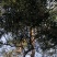 黄花风铃木苗