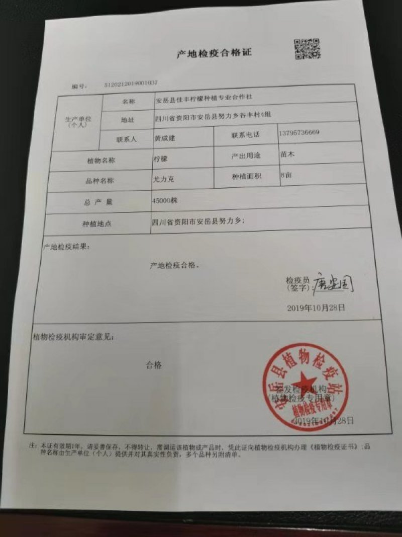 2年柠檬苗认清品质，品质决定产量