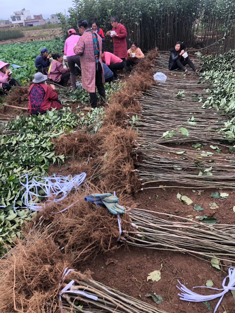 云南苹果苗糖心富士，华硕苹果苗欢迎选购