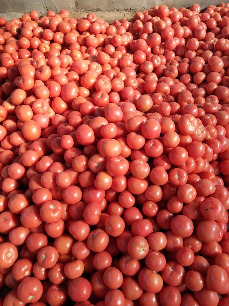 《精品山东西红柿》硬粉弧三以上颜色鲜口感好质量好