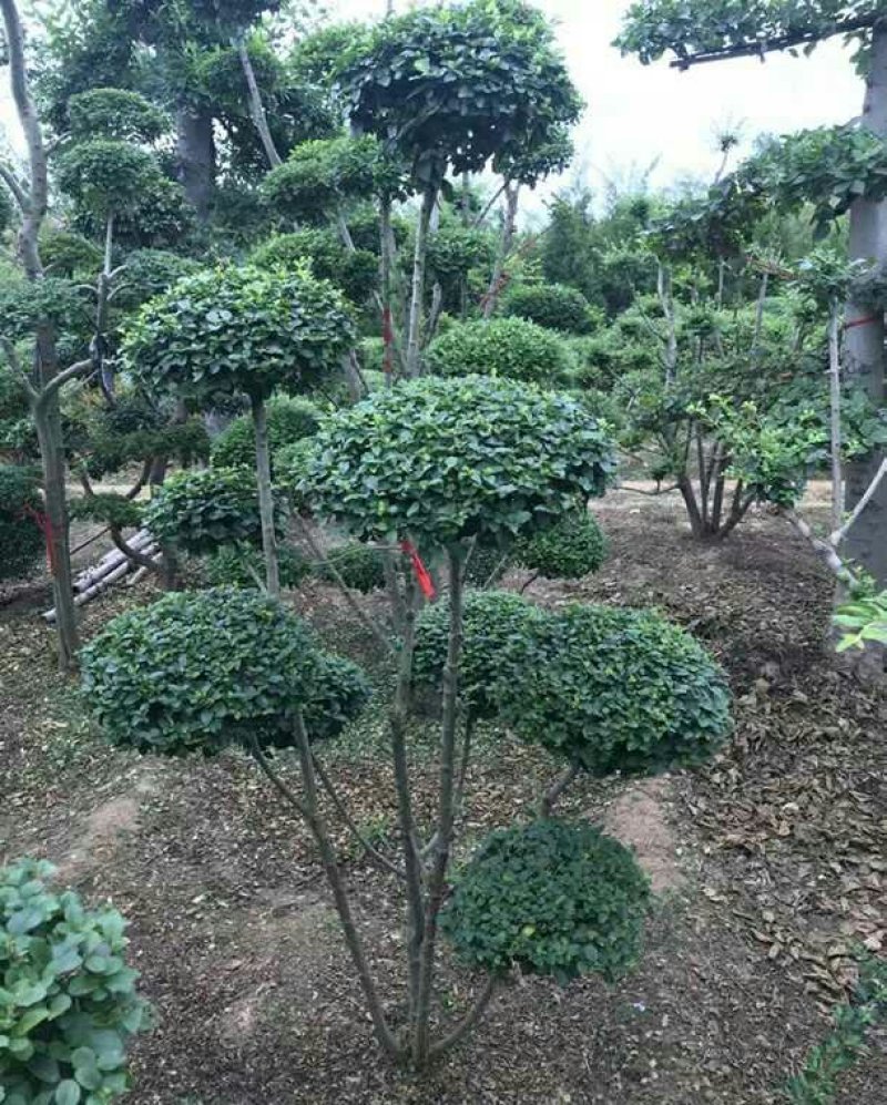 小叶女贞造型盆景树桩球形树苗庭院别墅绿化植物小区绿化苗木