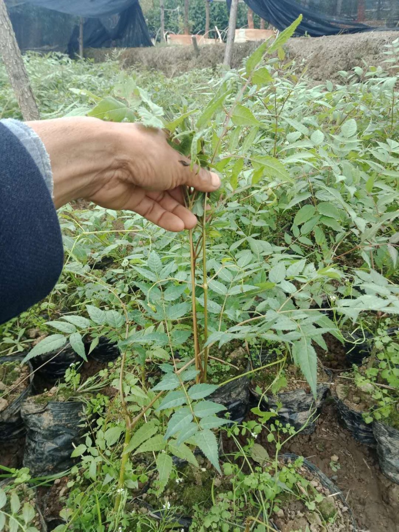 刺嫩芽苗山里红，品种好，容易管理。餐桌上的美食