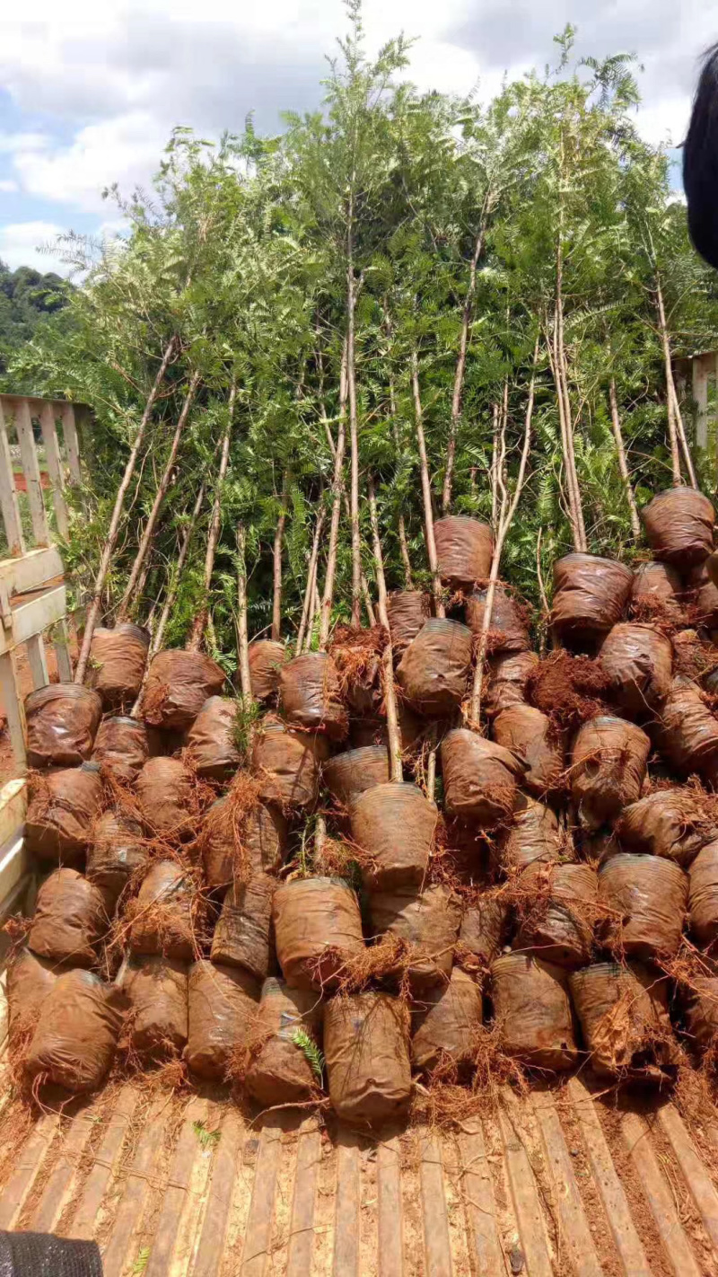 红豆杉苗，曼地亚红豆杉苗，红豆杉杯苗，地径2到3公分以上