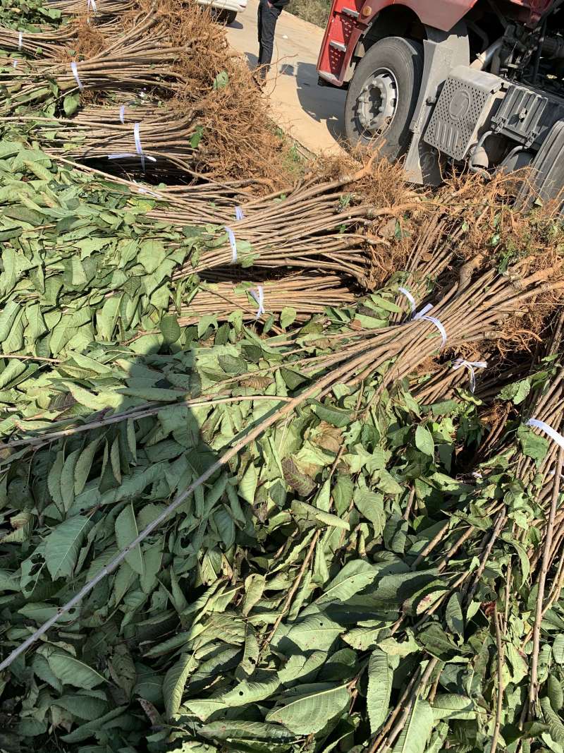 樱桃苗大樱桃苗红灯，美早，黑珍珠品种保证技术指导