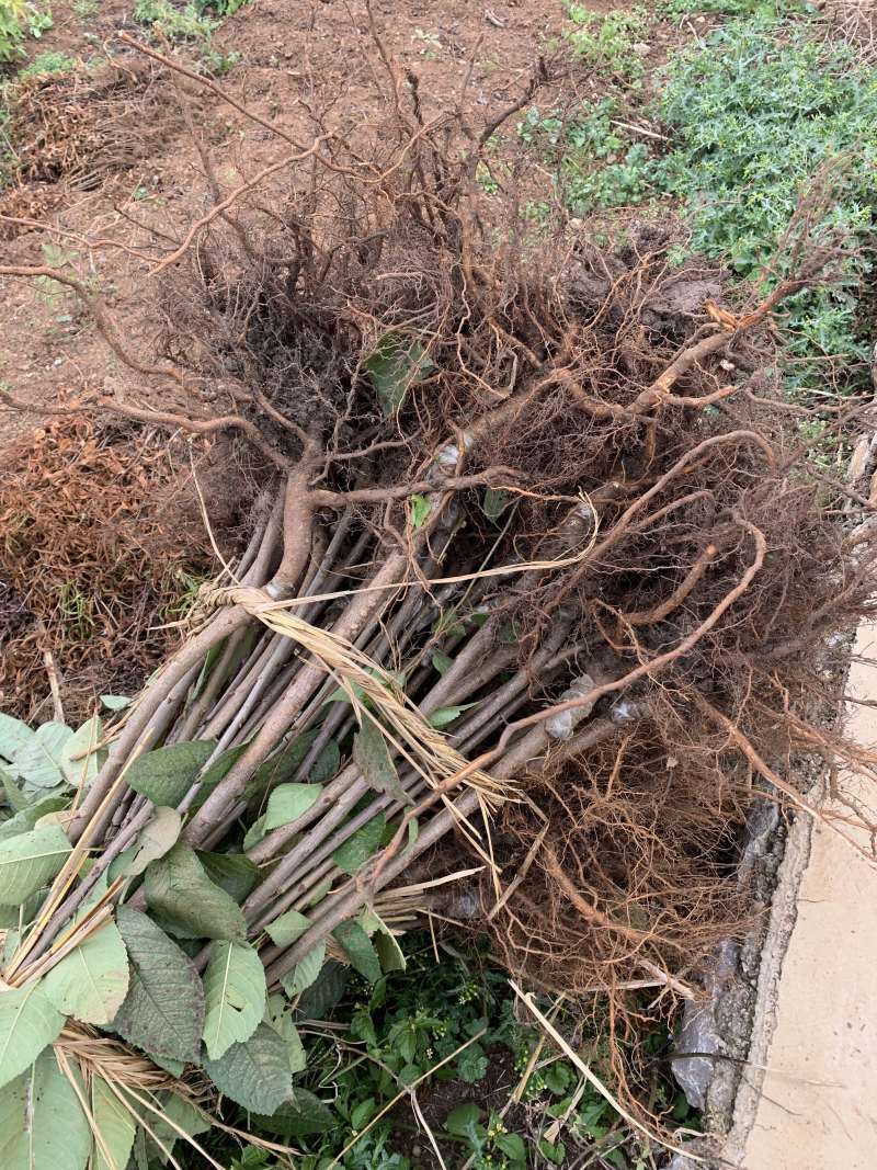樱桃苗大樱桃苗红灯，美早，黑珍珠品种保证技术指导