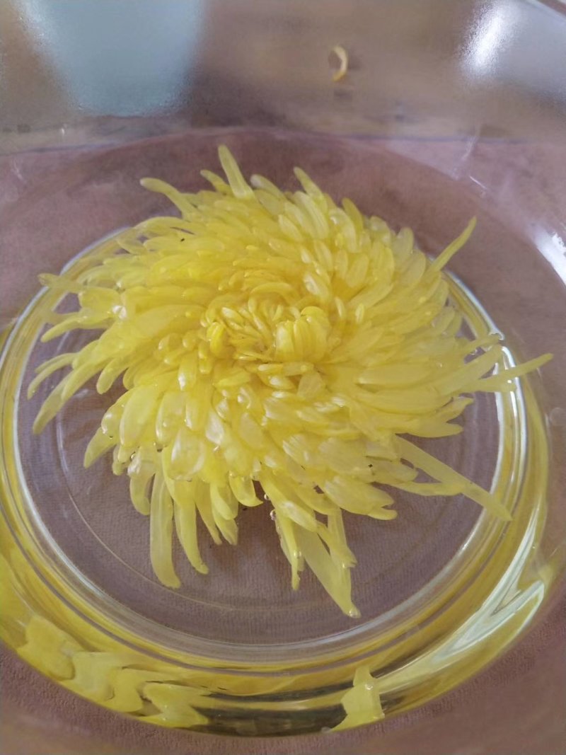 金丝皇菊，婺源皇菊！