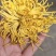 金丝皇菊，婺源皇菊！