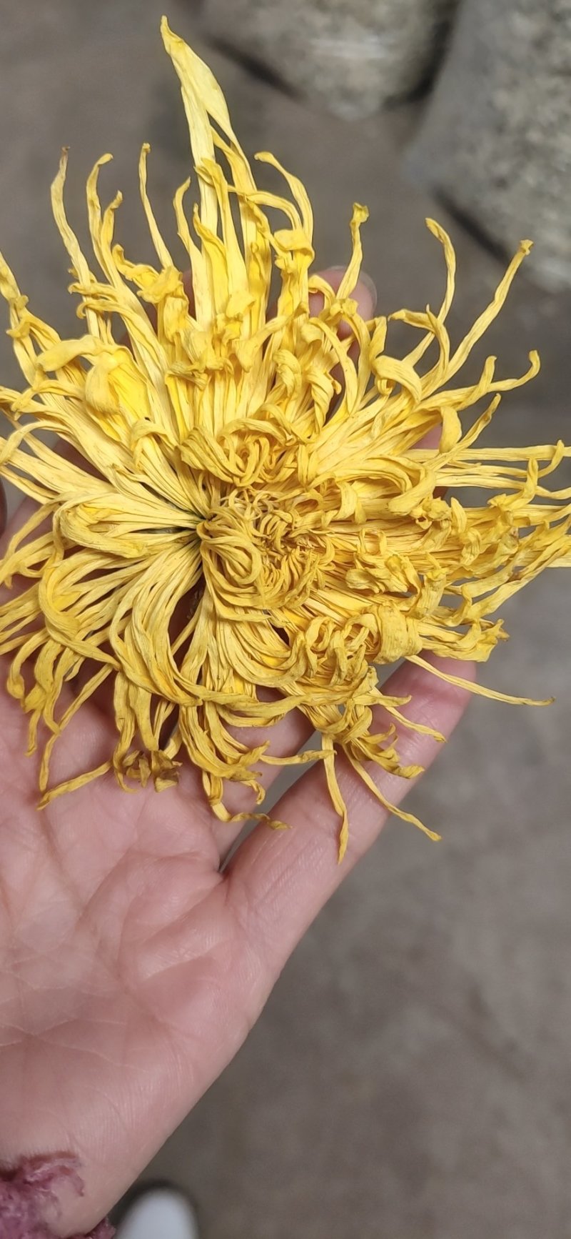 金丝皇菊，婺源皇菊！