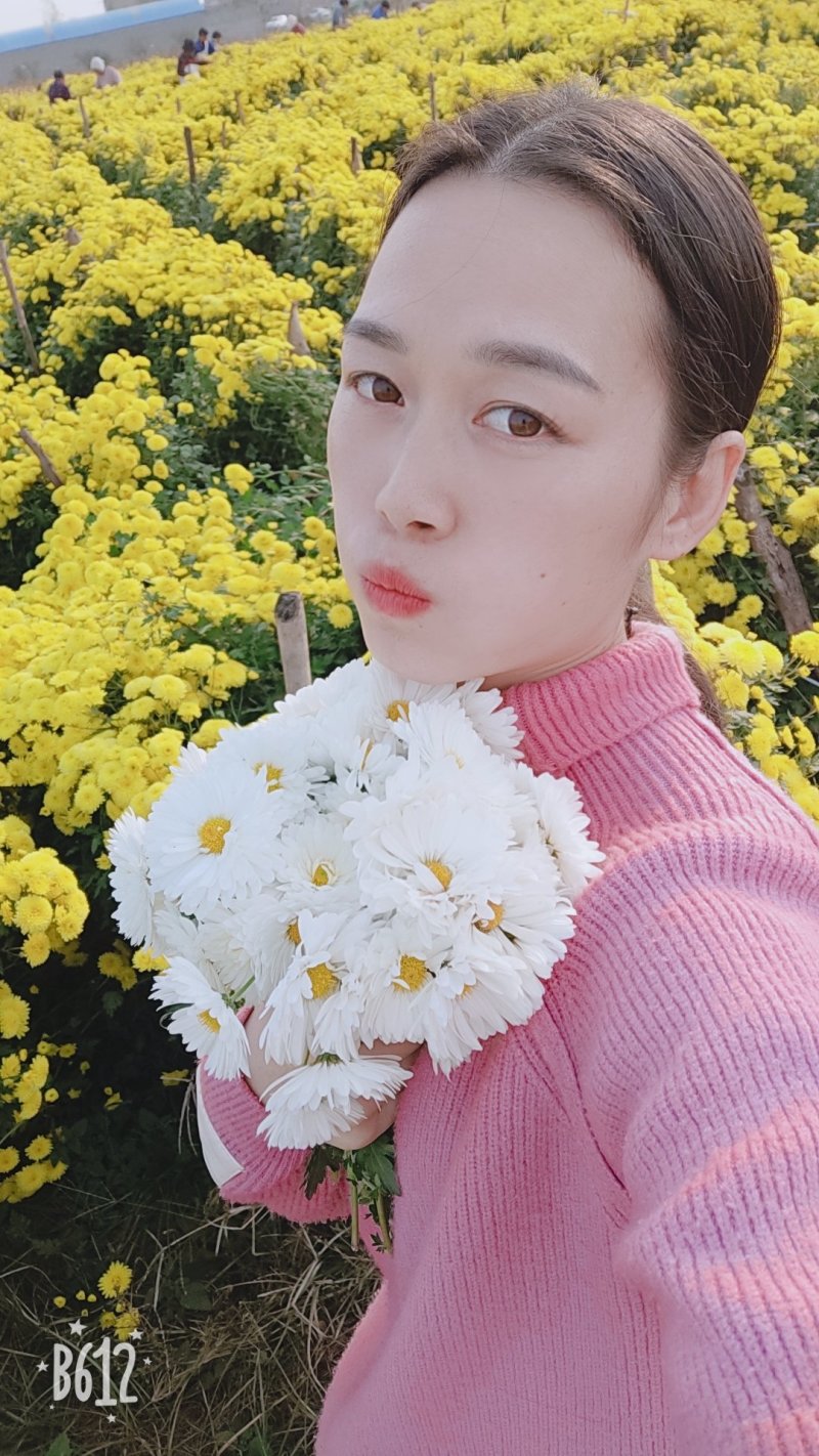 金丝皇菊，婺源皇菊！