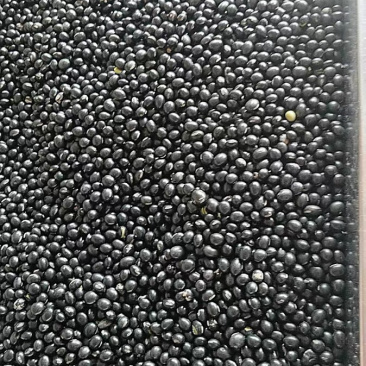 黑豆乌豆枝仔豆黑大豆每十斤四元邮费