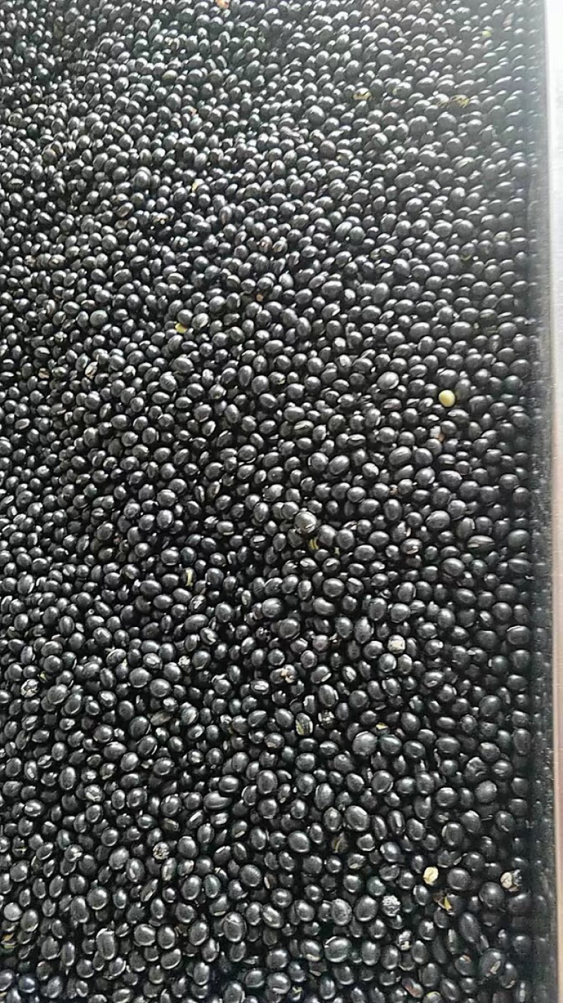 黑豆乌豆枝仔豆黑大豆每十斤四元邮费