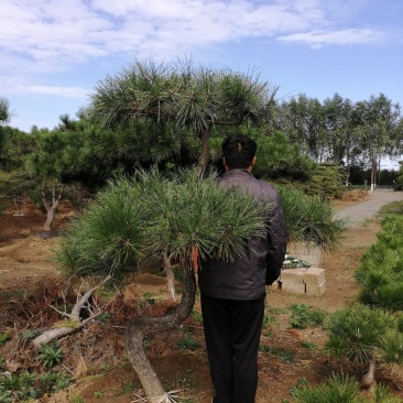 造型松树！主营造型油松～黑松！规格齐全，质量保证！