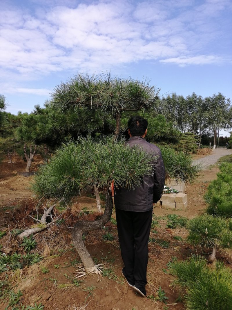 造型松树！主营造型油松～黑松！规格齐全，质量保证！