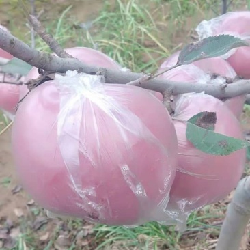 红富士苹果，脆香甜