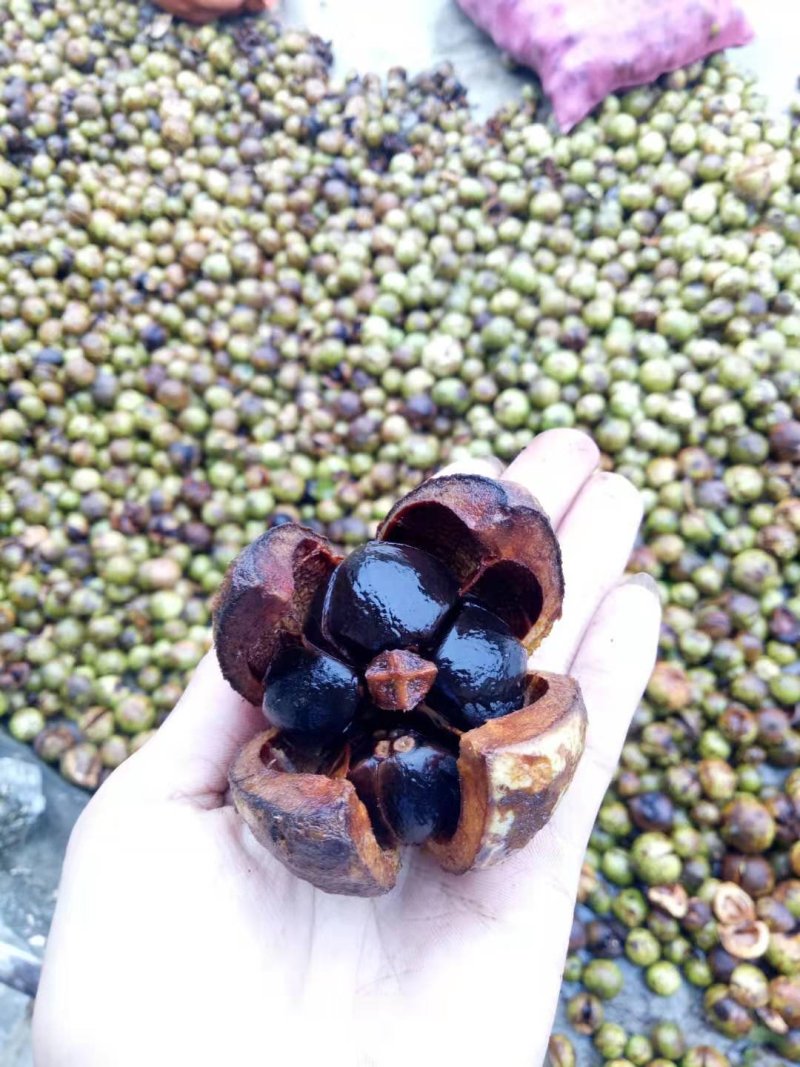 油茶
