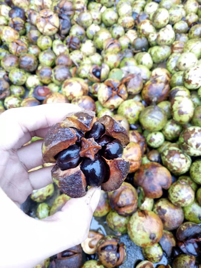 油茶