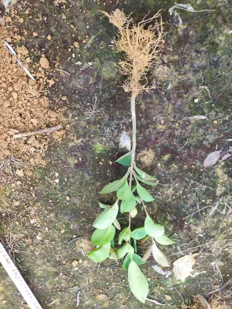 油茶
