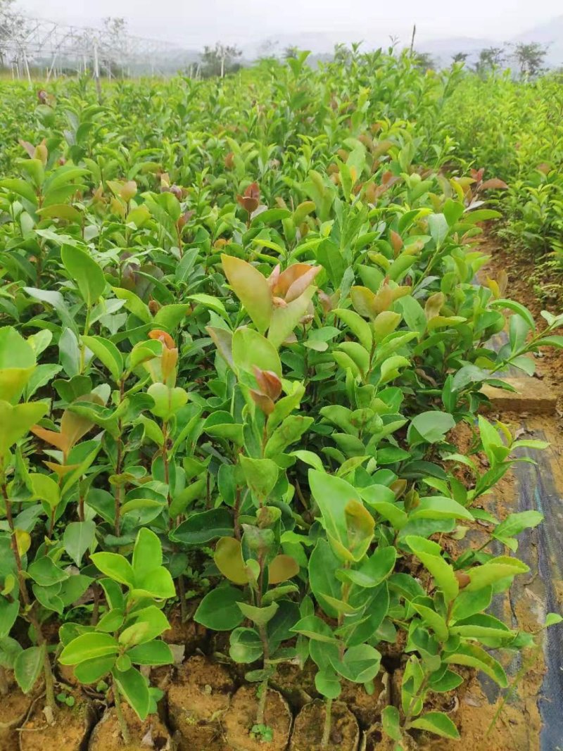 油茶