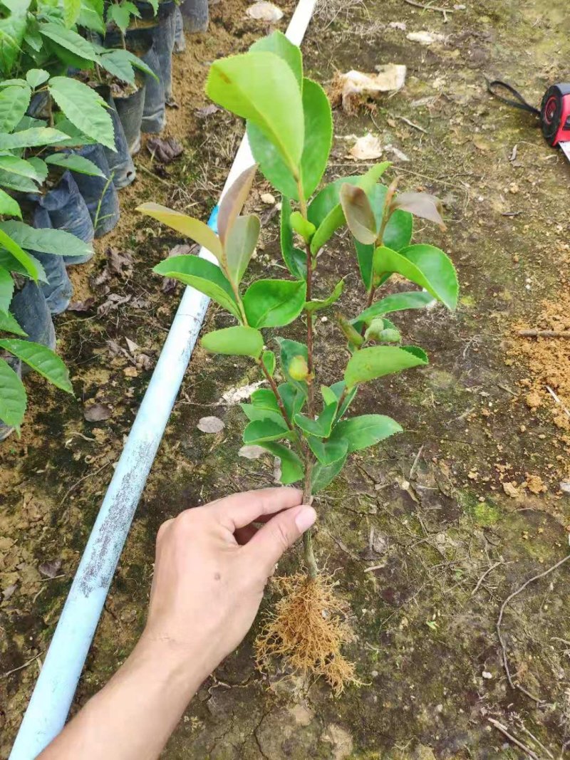 油茶