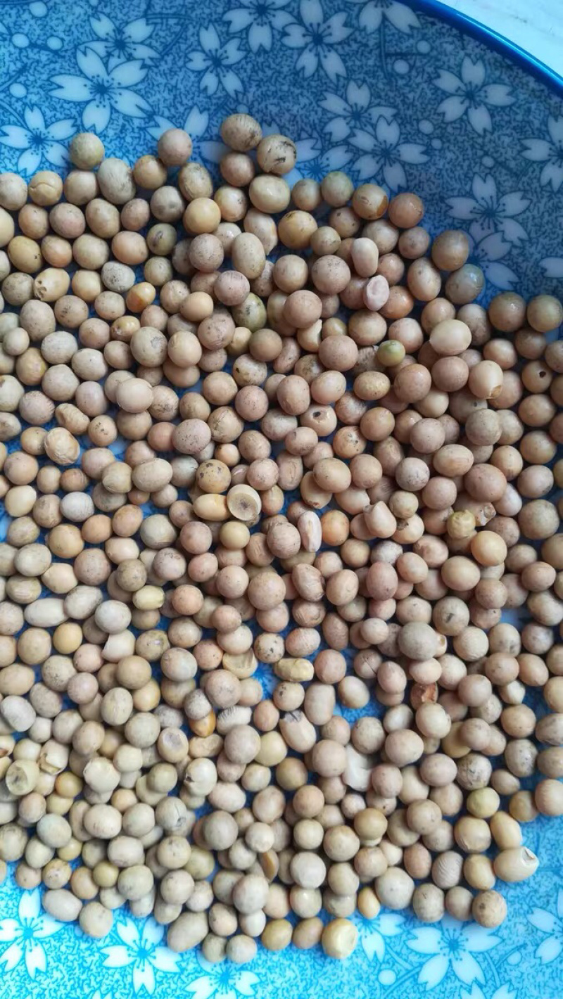 黄豆大豆大黄豆制豆制品每十斤四元邮费