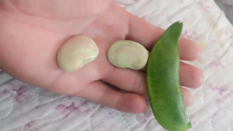 大量荷包豆（肾豆）出售，量大从优