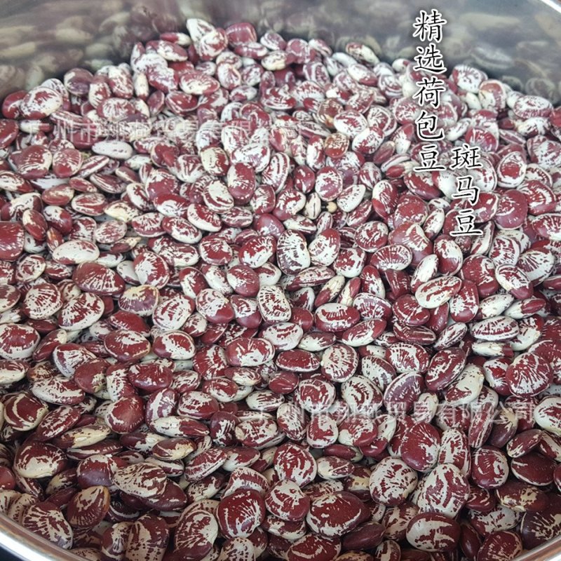 大量荷包豆（肾豆）出售，量大从优