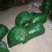 大量荷包豆（肾豆）出售，量大从优