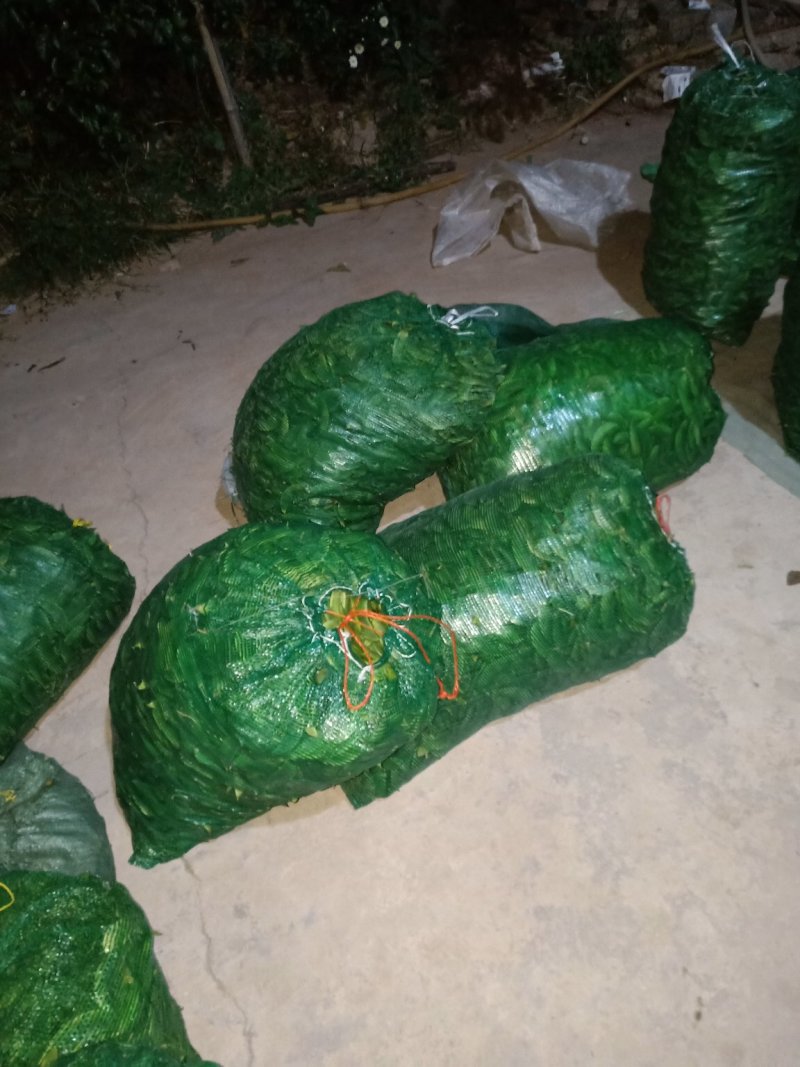 大量荷包豆（肾豆）出售，量大从优