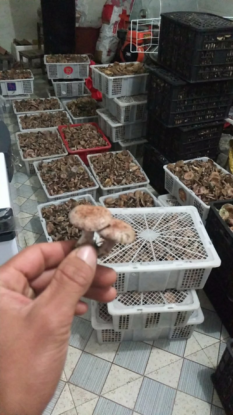 新鲜野生菌枞树菇松乳菇三九菇乌枞菌谷熟菌铜绿寒菌松树菌