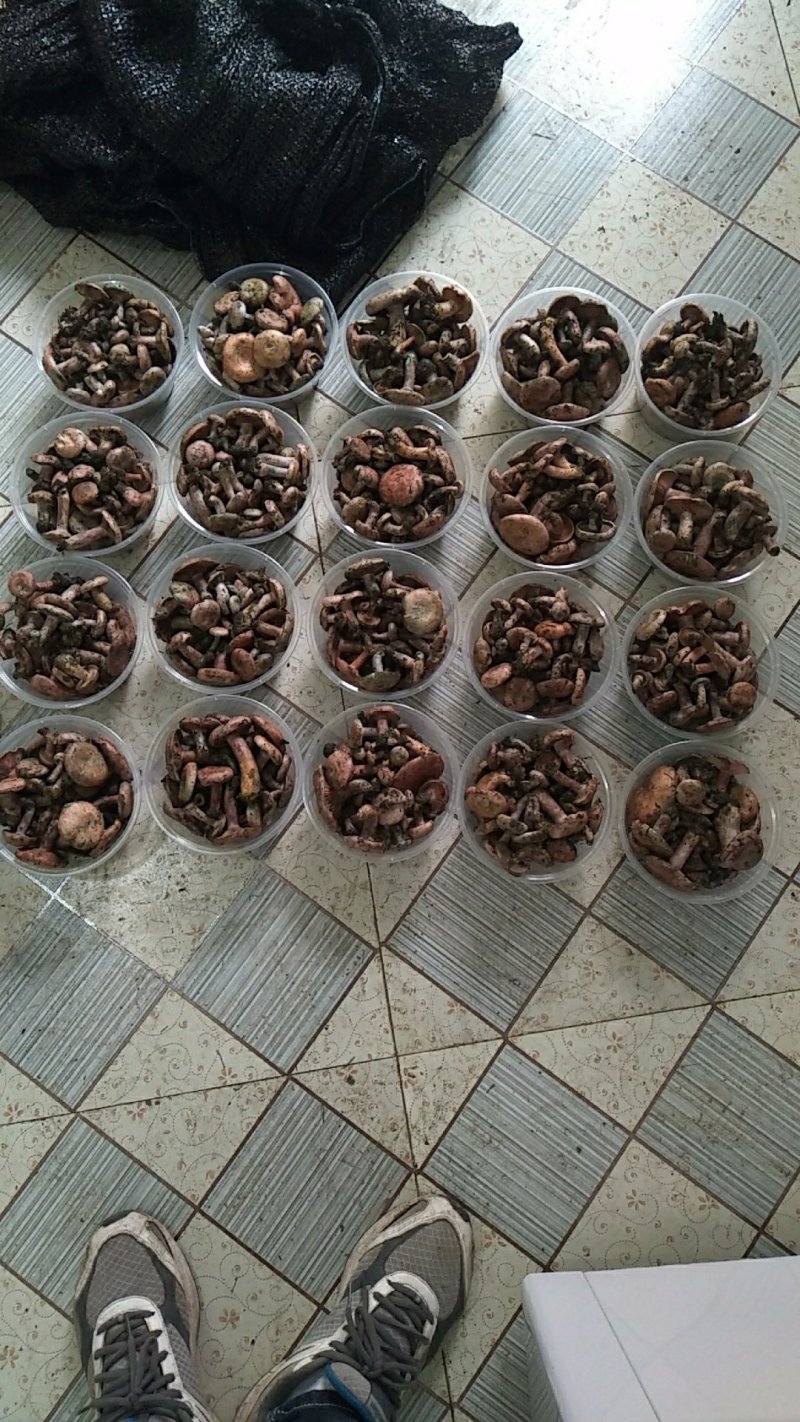 新鲜野生菌枞树菇松乳菇三九菇乌枞菌谷熟菌铜绿寒菌松树菌
