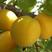正宗荷兰香蜜杏树苗包品种包结果免费提供技术指导基地直供