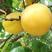 正宗荷兰香蜜杏树苗包品种包结果免费提供技术指导基地直供