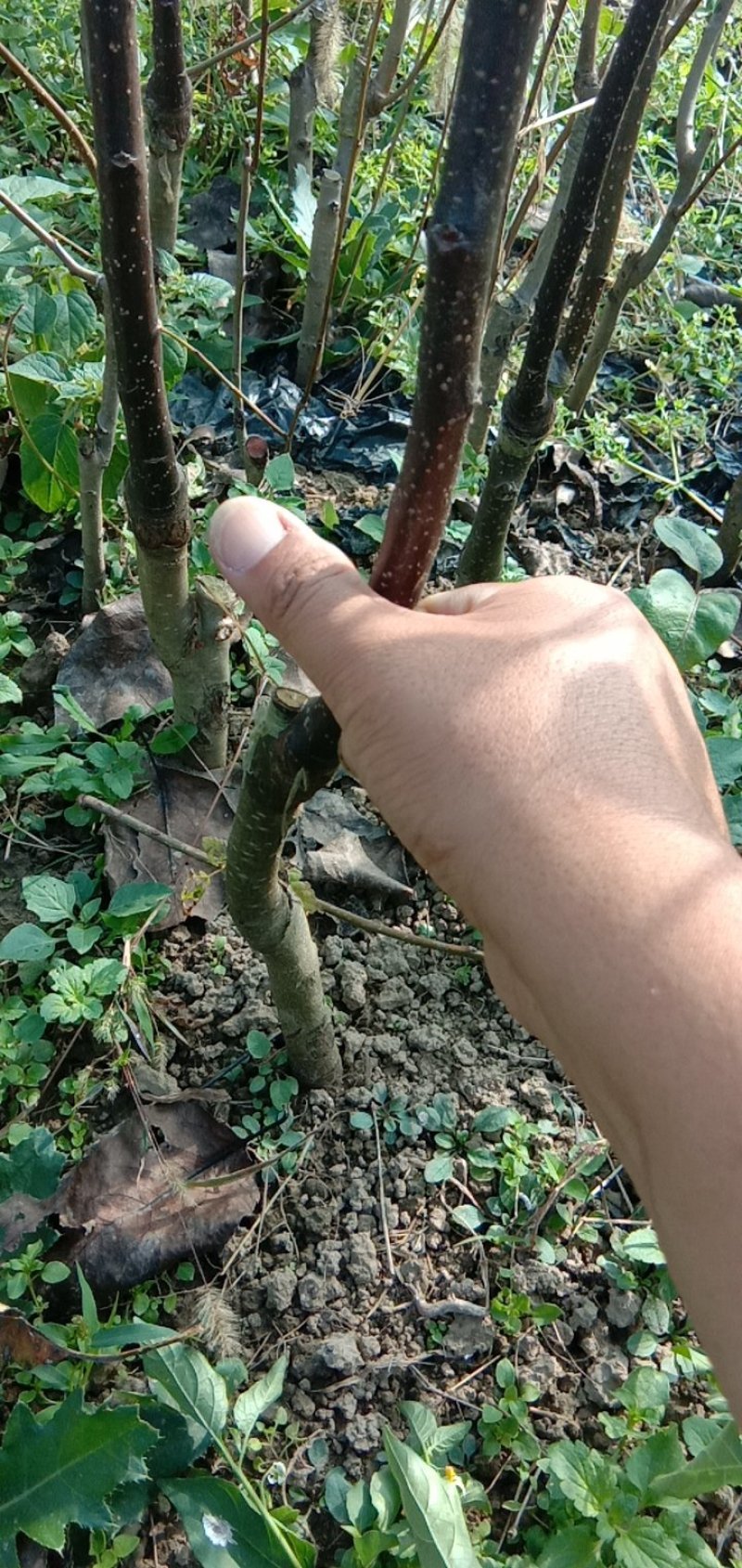 秋月梨苗志坚果树苗木江苏如皋
