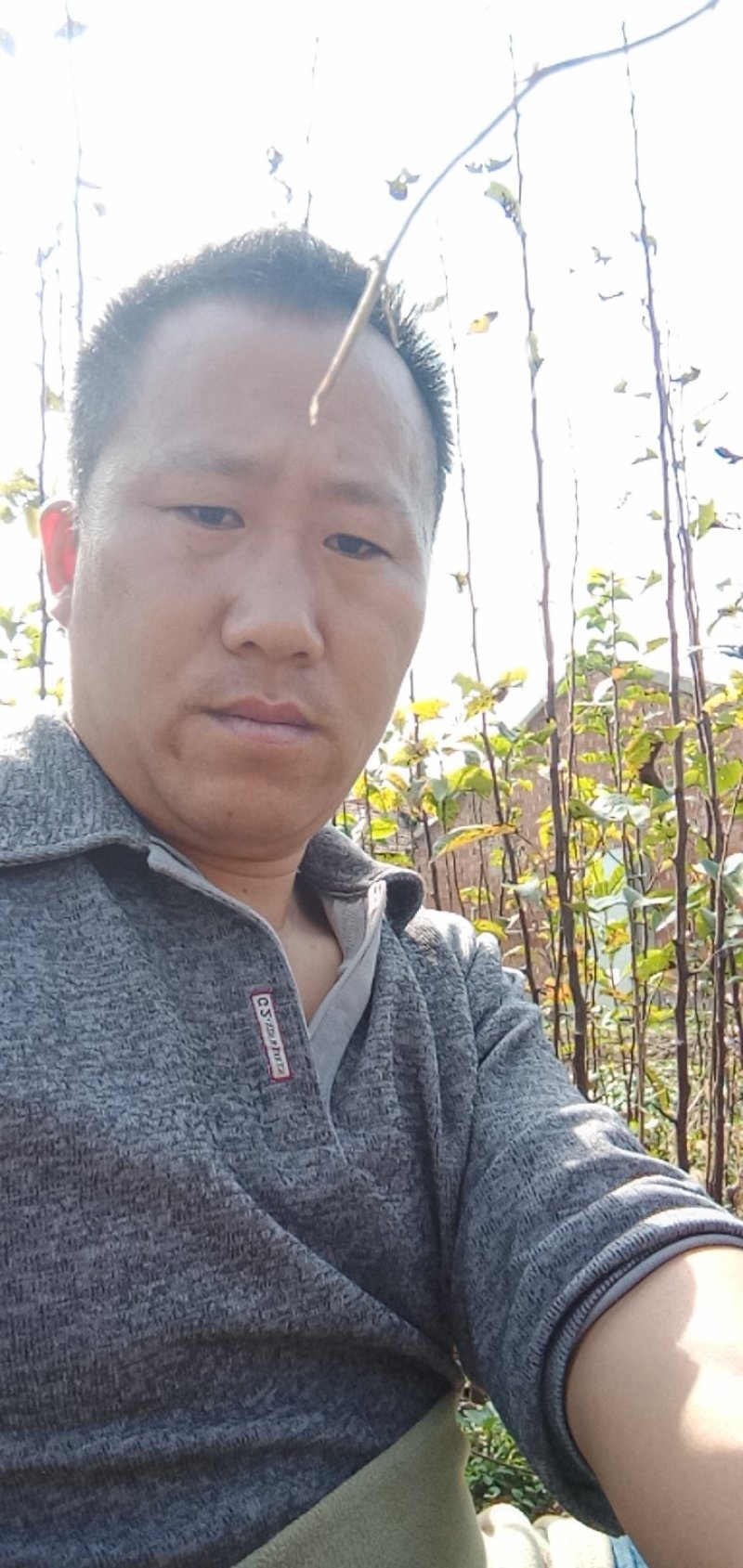 秋月梨苗志坚果树苗木江苏如皋