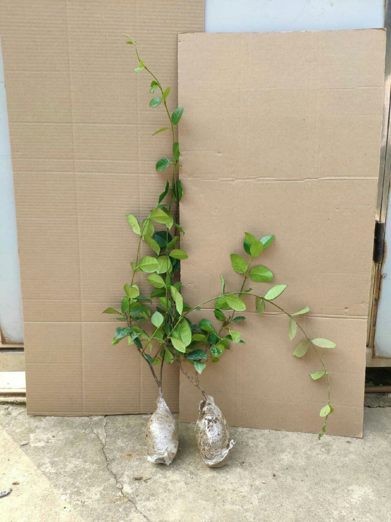 黄色白色风车茉莉银丝茉莉，明年开花，爬满院墙包活